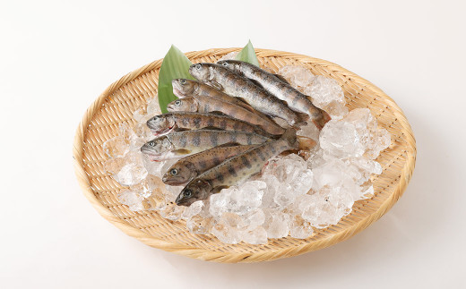 阿蘇から届く かわべの湧水やまめ (内臓処理済8匹) - 熊本県高 阿蘇から届く かわべの湧水やまめ (内臓処理済8匹) - 熊本県高
