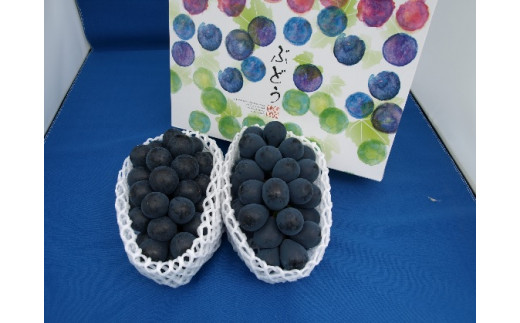 y쌧⑺zy2026Ns\z_ Ԃǂ iKmp[v2~3[ 1kg ʕ t[c