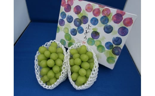 y쌧⑺zy2026Ns\z_ VC}XJbg2~3[ 1kg ʕ Ԃǂ t[c