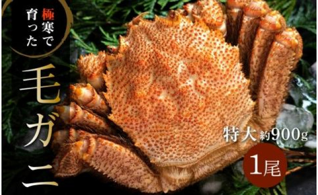 ミソたっぷり身がぎっしり詰まった毛ガニ(特大)約900g×1尾 - 様似町様似町 | ふるさと納税 [ふるさとチョイス]