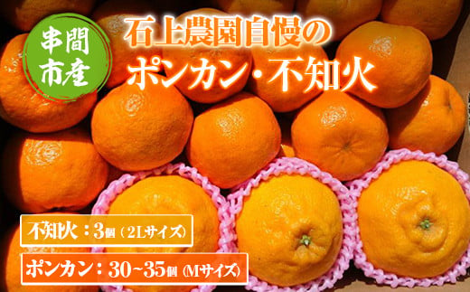 Af 先行予約受付中 21年12月末から順次発送 串間市都井 石上農園 の不知火 ポンカンセット 不知火2lサイズ 3個 ポンカンmサイズ 30玉 35玉 石上農園 宮崎県串間市 ふるさと納税 ふるさとチョイス