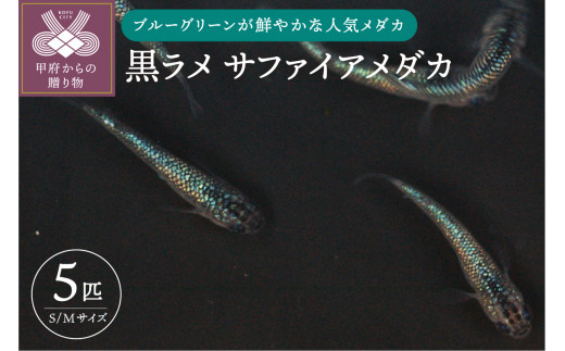 黒ラメ サファイア メダカ 山梨県甲府市 ふるさと納税 ふるさとチョイス