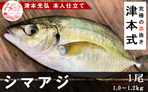 津本式 シマアジ１尾 津本光弘本人仕立て M135 001 宮崎県宮崎市 ふるさと納税 ふるさとチョイス