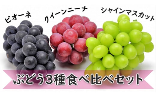 KG08-24A ぶどう3種食べ比べセット（シャインマスカット／ピオーネ／クイーンニーナ）約1.8kg【数量限定】/ 9月下旬頃〜発送予定 //  長野県 南信州 松川町 種なし 皮ごと 食べ比べ 詰め合わせ 産地直送 農家直送 贈答 新鮮 シャイン ニーナ ピオーネ 希少 果物 フルーツ ...