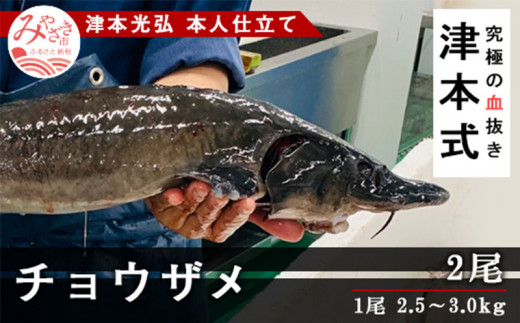 津本式 チョウザメ２尾 卵なし 津本光弘本人仕立て M135 011 宮崎県宮崎市 ふるさと納税 ふるさとチョイス