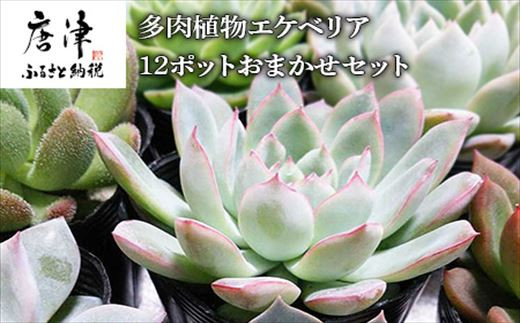 ありちゃん様 ご予約品 多肉植物10種類16個 www.poltekkes-bsi.ac.id