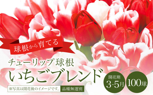 10月上旬より順次発送 チューリップ 球根 いちご ブレンド 無選別 100球 赤 白 花 フラワー 宮崎県えびの市 ふるさと納税 ふるさとチョイス