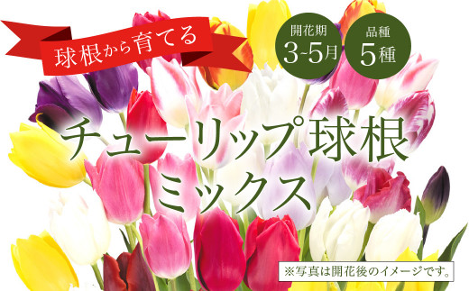 10月上旬より順次発送 チューリップ 球根 5種ミックス 無選別 100球 特選 花 フラワー 宮崎県えびの市 ふるさと納税 ふるさとチョイス