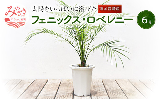 宮崎市 フェニックスロベレニー6号鉢 M005 005 宮崎県宮崎市 ふるさと納税 ふるさとチョイス