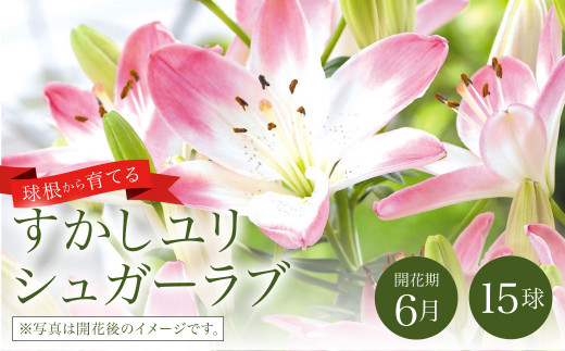 21年10月上旬より順次発送 ユリ球根 すかしユリ シュガーラブ 15球 宮崎県えびの市 ふるさと納税 ふるさとチョイス