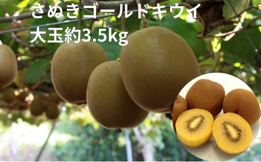 y쌧yzʂS[hLEC@ʖ3.5kg ʕl t[c