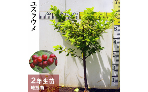 ＜すだ農園＞2年生 苗木 ◇ユスラウメ(山桜桃)[地掘苗  2020年]※2021年11月中旬～2022年3月頃にお届けします※北海道・沖縄・離島への配送不可