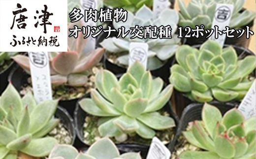 多肉植物 花 ピンクの人気商品 通販 価格比較 価格 Com