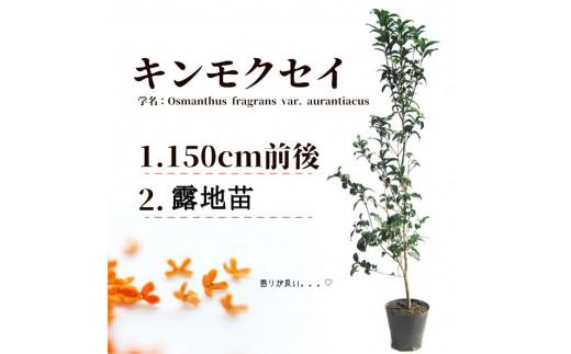 キンモクセイ 樹高1.5m前後 露地苗 甲佐町 - 熊本県甲佐町｜ふるさと