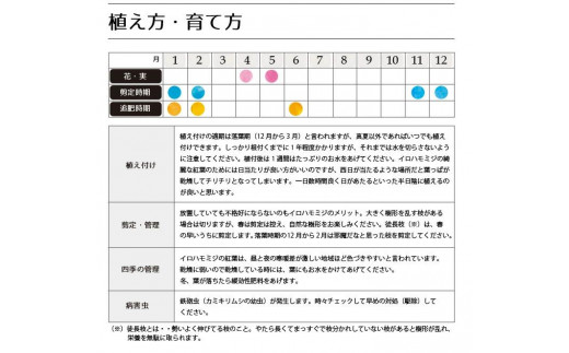 イロハモミジ 伊呂波紅葉 苗木 単木 樹高1 2m前後 ポット苗 シンボルツリー 落葉樹 植木 庭木 熊本県甲佐町 ふるさと納税 ふるさとチョイス