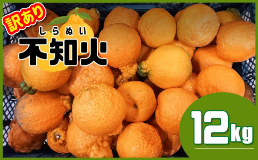 熊本県産 不知火 ≪訳あり≫ 12kg - 熊本県玉名市｜ふるさと