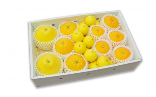 晩柑 4kg 秀品 吉田 みかん フレッシュつちやま 果物 フルーツ 柑橘
