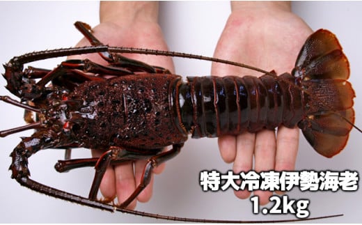 C02-E43 活〆冷凍伊勢海老 1.2kg - 千葉県長生村｜ふるさとチョイス - ふるさと納税サイト