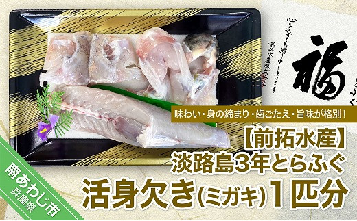 前拓水産】淡路島3年とらふぐ（活身欠き【ミガキ】１匹分）◇配送10月8