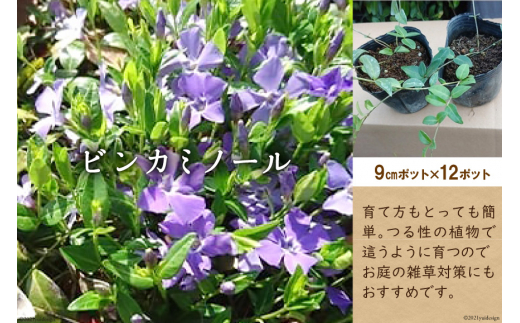 ビンカミノール 9センチポット 12ポット 長野県池田町 ふるさと納税 ふるさとチョイス ビンカミノール 9センチポット 12ポット 長野県池田町 ふるさと納税 ふるさとチョイス