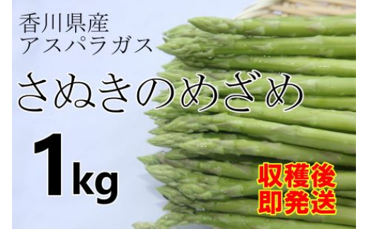 今が旬！2024年産〉善通寺市産アスパラ｢さぬきのめざめ｣１kg - 香川県