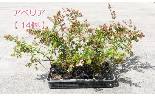 Bs048 生垣セットa アベリア 花 苗 植物 家庭菜園 花壇 プランター ガーデニング 佐賀県みやき町 ふるさと納税 ふるさとチョイス