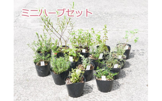 Bs040 ミニハーブセット 花 苗 植物 家庭菜園 花壇 プランター ガーデニング 佐賀県みやき町 ふるさと納税 ふるさとチョイス