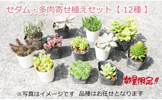 Bs050 セダム 多肉おまかせ寄せ植えセット 12種 限定10セット 花 苗 植物 家庭菜園 花壇 プランター ガーデニング 佐賀県みやき町 ふるさと納税 ふるさとチョイス