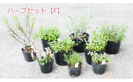 Bs039 ハーブセットf 花 苗 植物 家庭菜園 花壇 プランター ガーデニング 佐賀県みやき町 ふるさと納税 ふるさとチョイス
