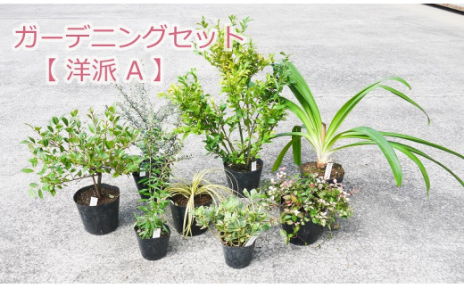 Bs043 ガーデニングセット 洋派a 花 苗 植物 家庭菜園 花壇 プランター ガーデニング 佐賀県みやき町 ふるさと納税 ふるさとチョイス