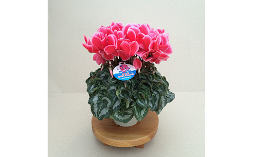 鉢植え 生花の人気商品 通販 価格比較 価格 Com