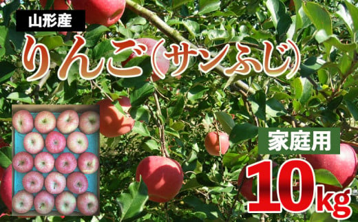 【家庭用】サンふじりんご 10kg(優品) FZ21-325 - 山形県山形市