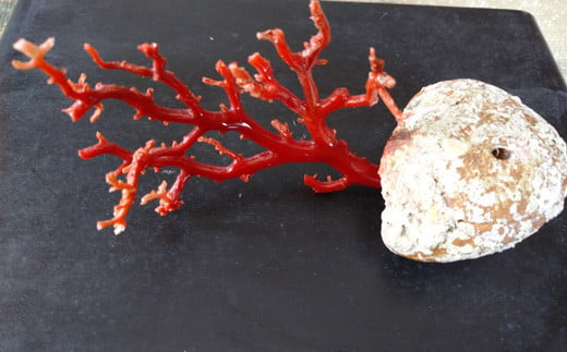 海の秘宝珊瑚：珊瑚の原木04 - 高知県宿毛市｜ふるさとチョイス - ふるさと納税サイト