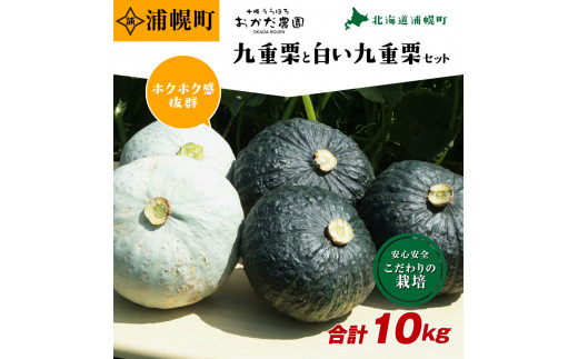 かぼちゃ合計10kg 九重栗2 3玉 白い九重栗2玉程度 おかだ農園 北海道浦幌町 ふるさと納税 ふるさとチョイス