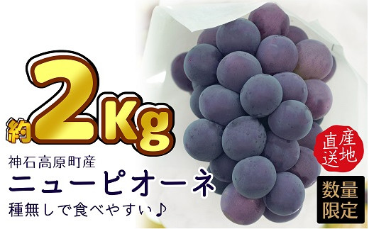 神石高原町産 ニューピオーネ約２ｋｇセット 数量限定22年予約 寄付金の使い道を選択メニューにて ｎ ｉ ｎ ａ 神 石 高 原 を選択してください 広島県神石高原町 ふるさと納税 ふるさとチョイス