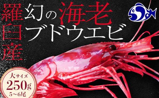 年内発送 幻のえび！北海道 知床 羅臼 ぶどうえび（大・250g /5～6尾）エビ 海老 ブドウエビ 羅臼町 北海道 魚介類 魚介 海産物 冷凍  生産者 支援 応援 F21M-544