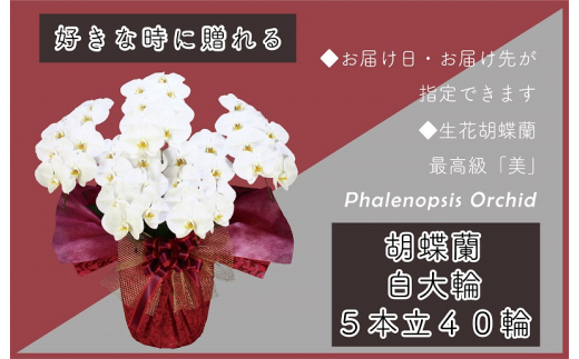 y{򍲖sz5{ Ӓ 40ց`50 Fyؐ^؎D ܂ bZ[WJ[h t bsO j Mtg  蕨 v[g   _Agz