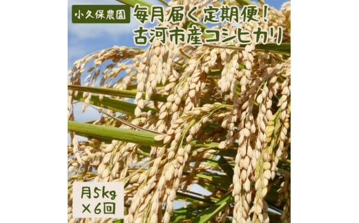 AS12_【令和5年産新米】毎月届く定期便！古河市産コシヒカリ5kg×3回