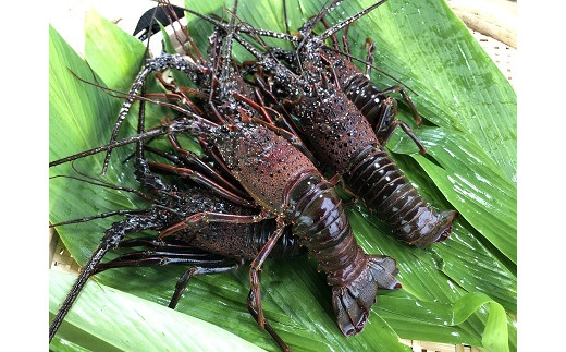 千葉県館山産 天然”活”伊勢海老 1kg（6尾～8尾） - 千葉県館山市