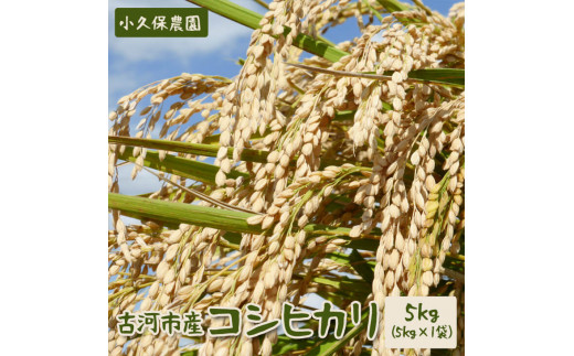 AS12_【令和5年産新米】毎月届く定期便！古河市産コシヒカリ5kg×3回