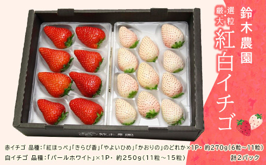 １０５８ 掛川産「厳選・大粒 赤＆白イチゴ」セット 令和５年１月 