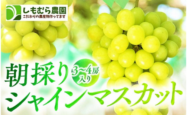 ☆2023年7月下旬より順次発送☆朝採りシャインマスカット（3～4房入り） - 愛知県大府市｜ふるさとチョイス - ふるさと納税サイト