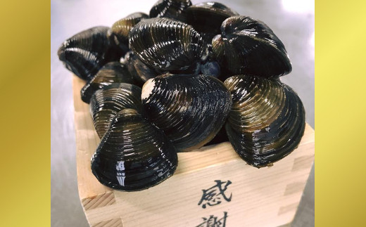 サンプル写真