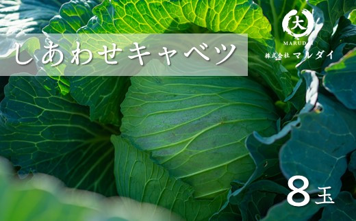 しあわせキャベツ 8玉 玉名市横島産 | 野菜 やさい キャベツ 熊本県