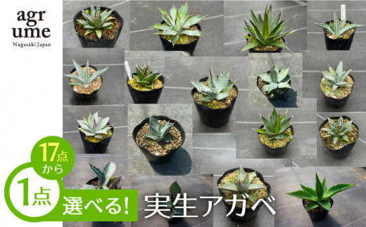 限定セット 17種類の中から選べる 実生 アガベ 1点 アグリューム Eai053 長崎県長与町 ふるさと納税 ふるさとチョイス
