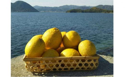 【広島県三原市】[��5311-0296]【先行予約】農薬・除草剤を使わず育てたレモン1kg、活動レポートをお届け