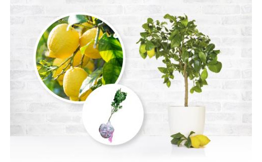 ZE6150_苗木 檸檬(レモン) 2年生 2本セット 果樹 柑橘類 苗物 - 和歌山