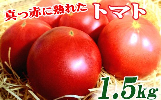 【高知県室戸市】真っ赤に熟れたトマト１．５ｋｇ【農業担い手応援品】