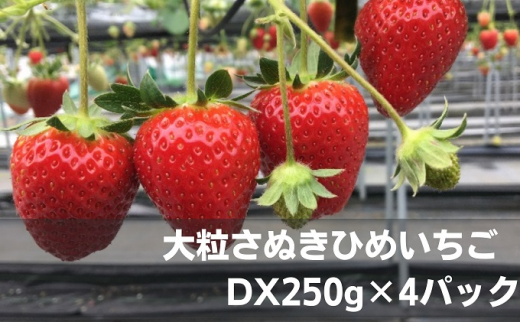 y쌧쒬z[5911-0205]嗱ʂЂ߂@DX250g×4pbN t[c ʕ  C`S