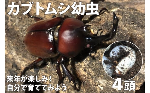 カブトムシ 幼虫 （ ３令以上 親♂ ピンクアイ ×♀ ブラックアイ ）４